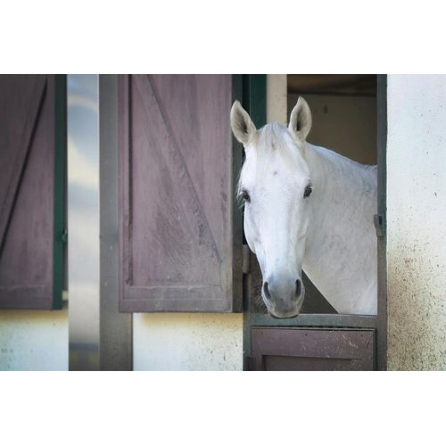 Fototapete PAPERMOON "PFERD-TIERE PFERDE PFERDEKOPF PONY WANDTAPETE WANDDEKO", bunt, B:3m L:2,23m, Vlies, Tapeten
